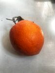 脐橙 橙子 