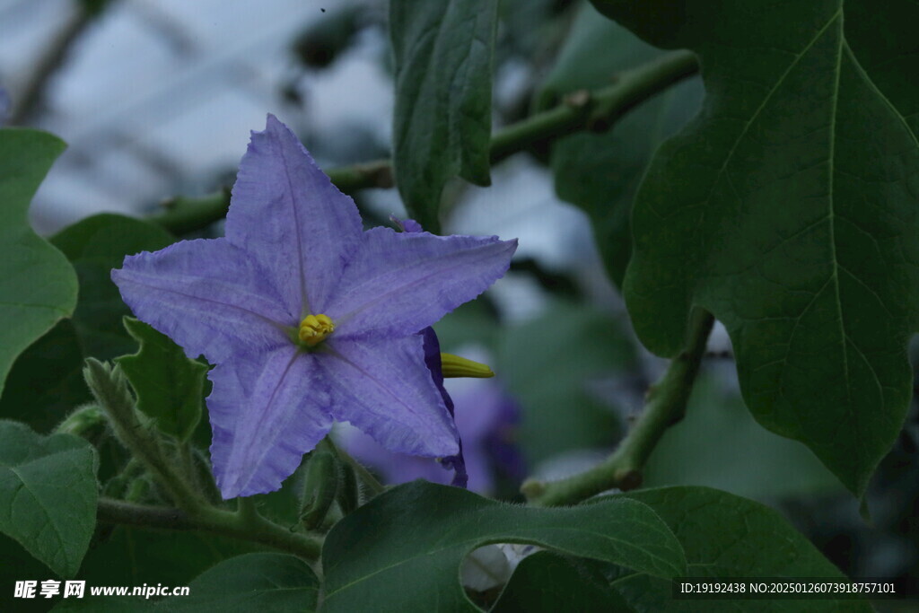 大花茄  