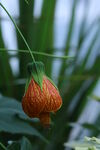 金铃花