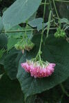 非洲芙蓉 