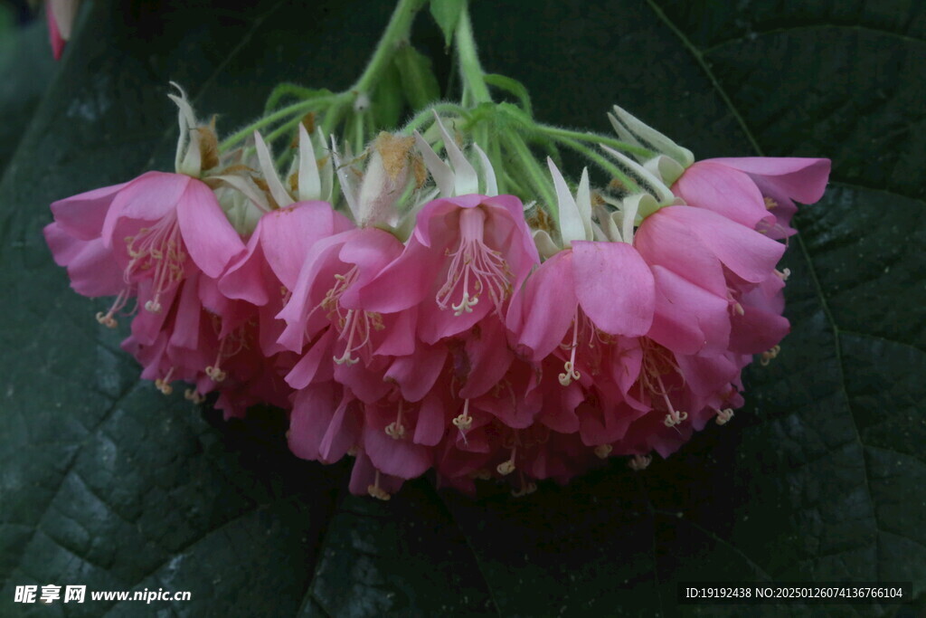 非洲芙蓉