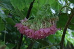 非洲芙蓉