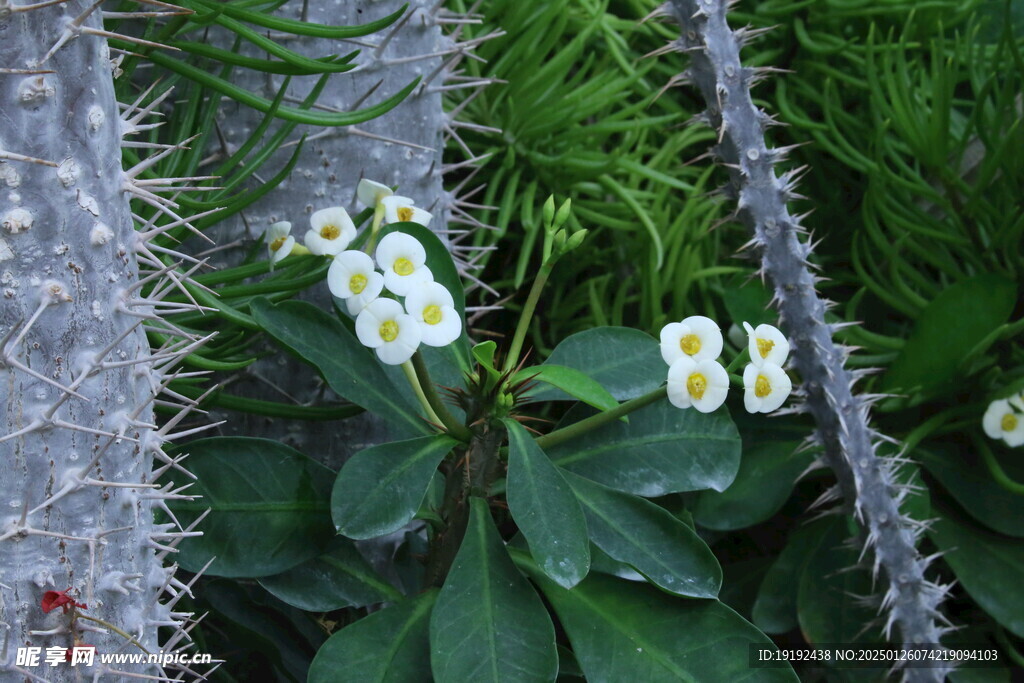 白花虎刺梅  