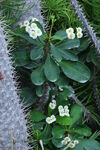 白花虎刺梅 