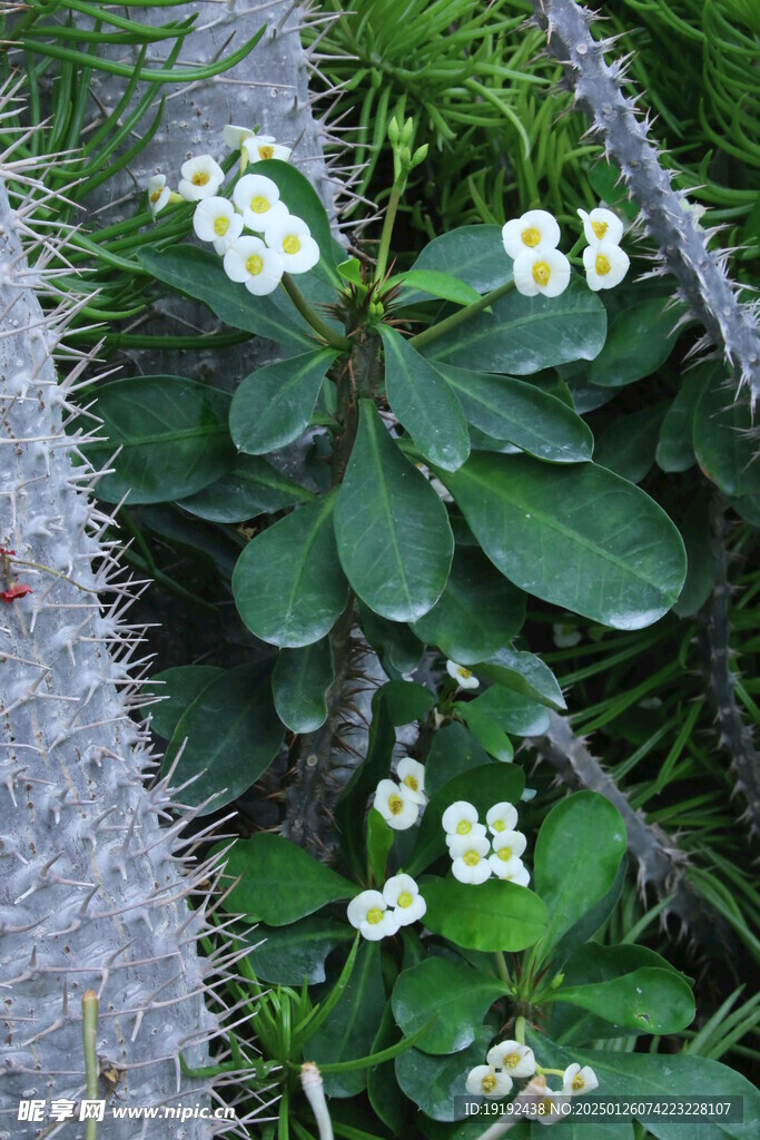 白花虎刺梅 