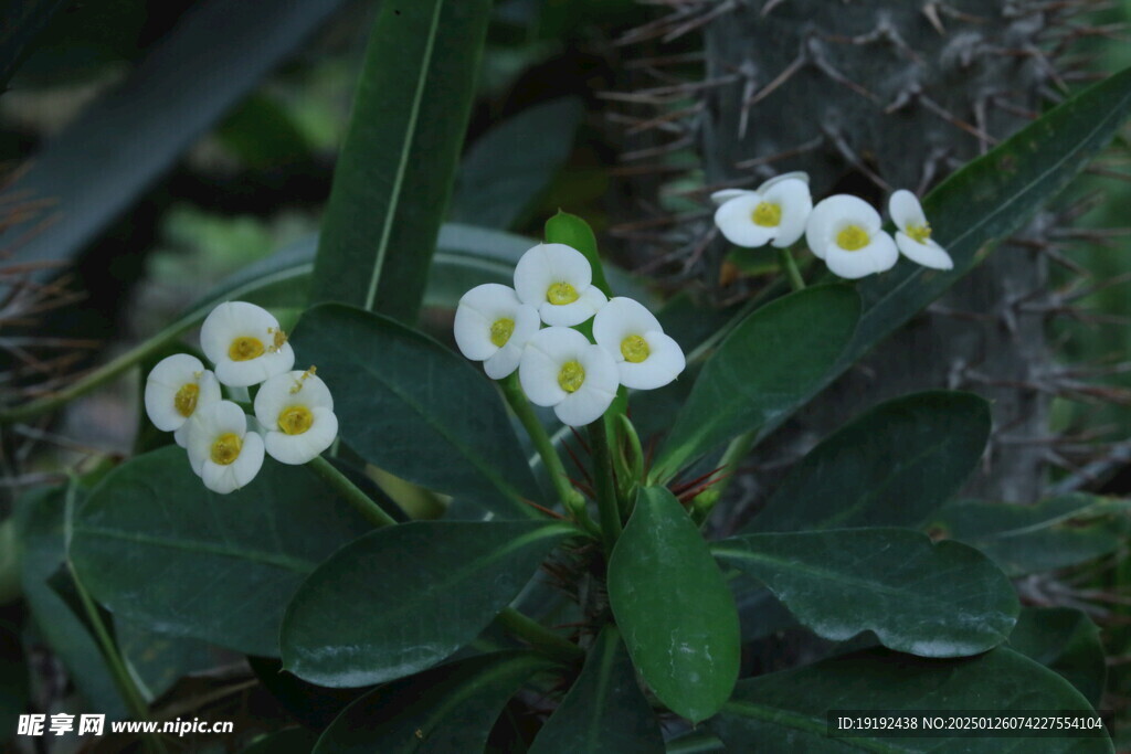 白花虎刺梅 