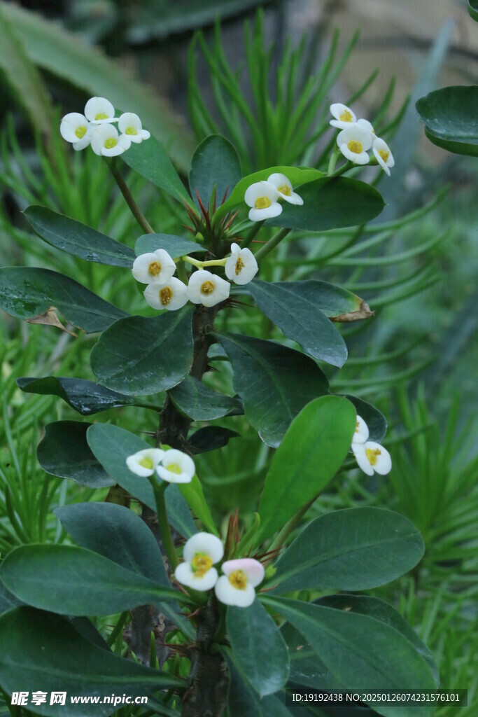 白花虎刺梅 