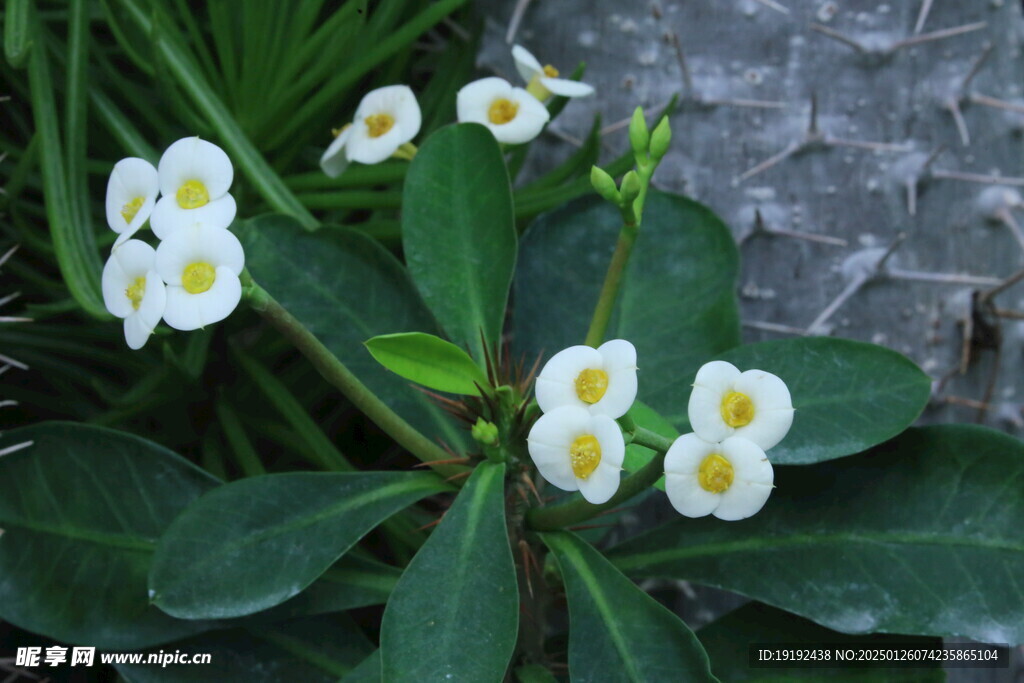 白花虎刺梅  