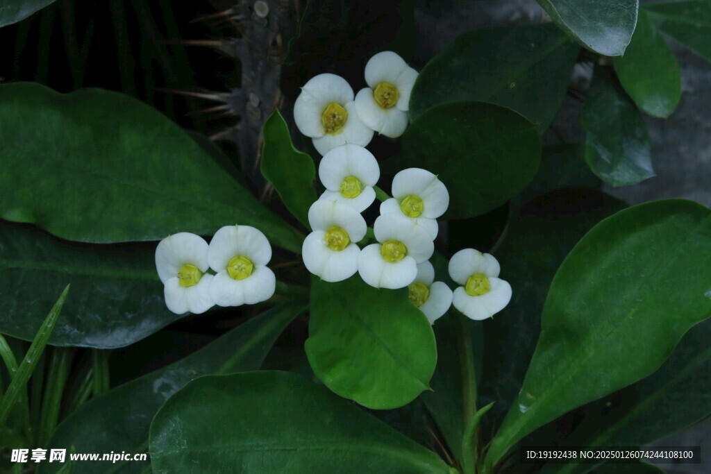 白花虎刺梅 