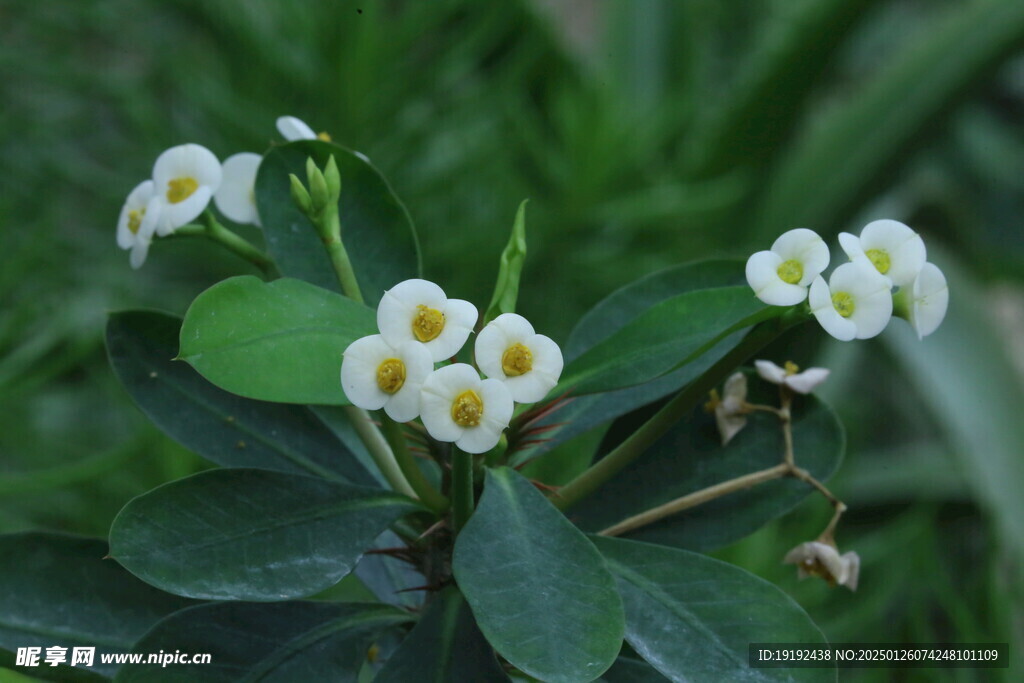 白花虎刺梅  