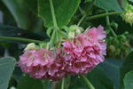 非洲芙蓉
