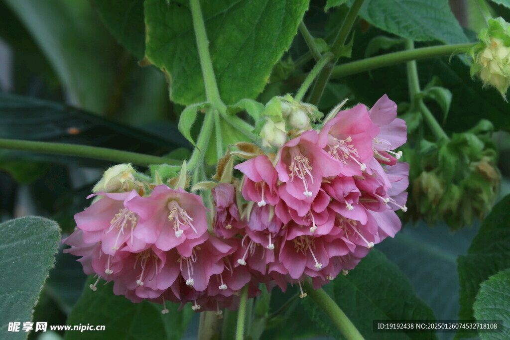 非洲芙蓉