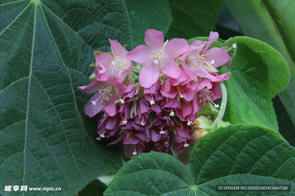 非洲芙蓉 