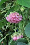 非洲芙蓉