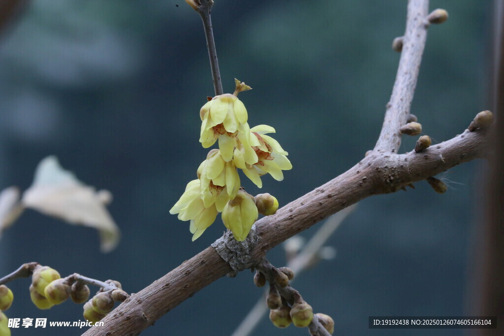 蜡梅花