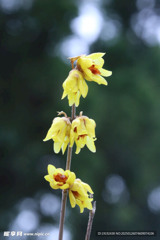 蜡梅花