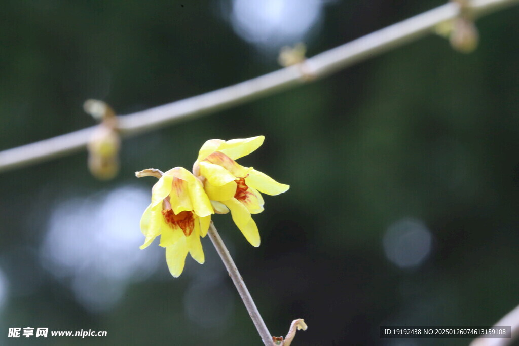 蜡梅花