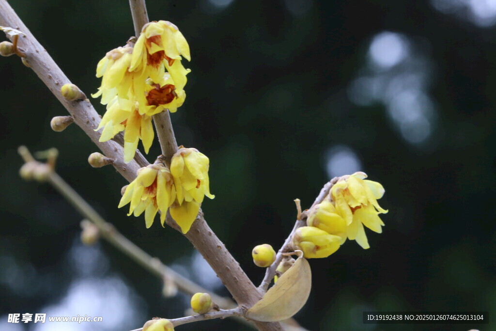 蜡梅花 