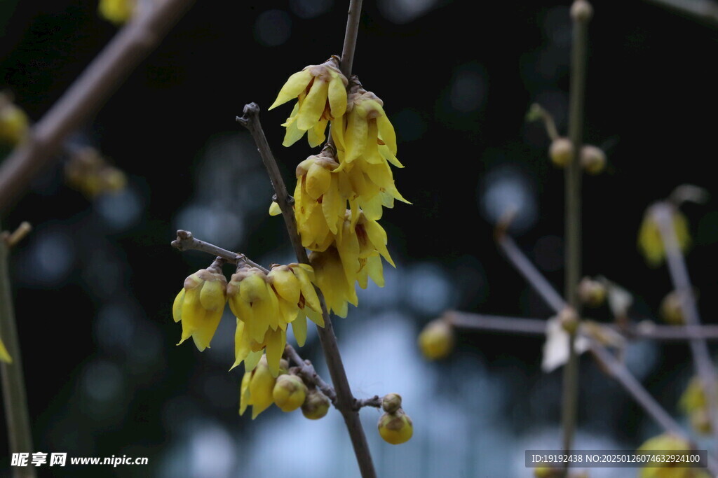 蜡梅花