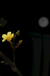 迎春花