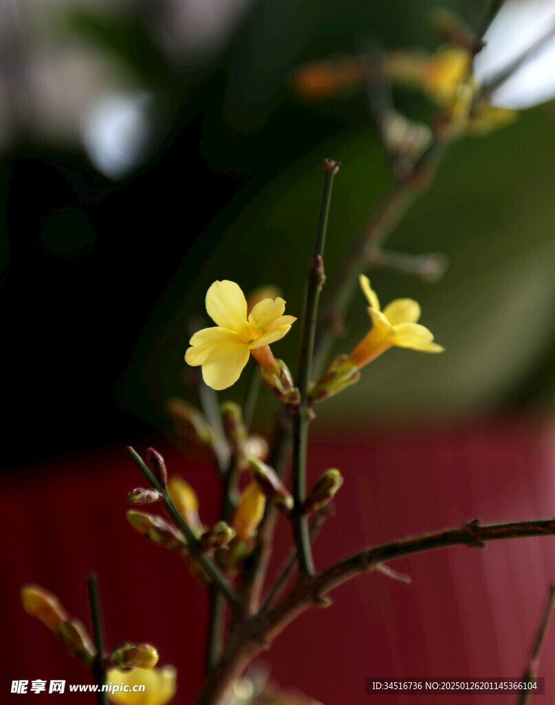 迎春花