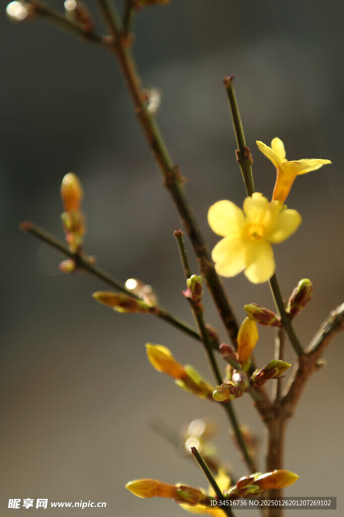 迎春花