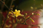 迎春花