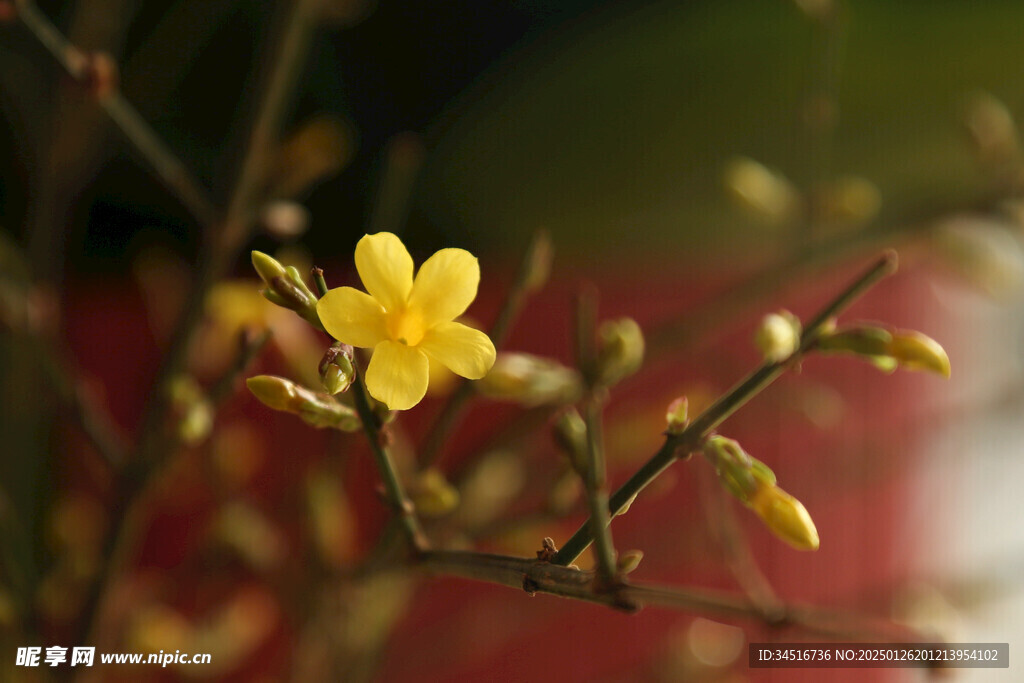 迎春花