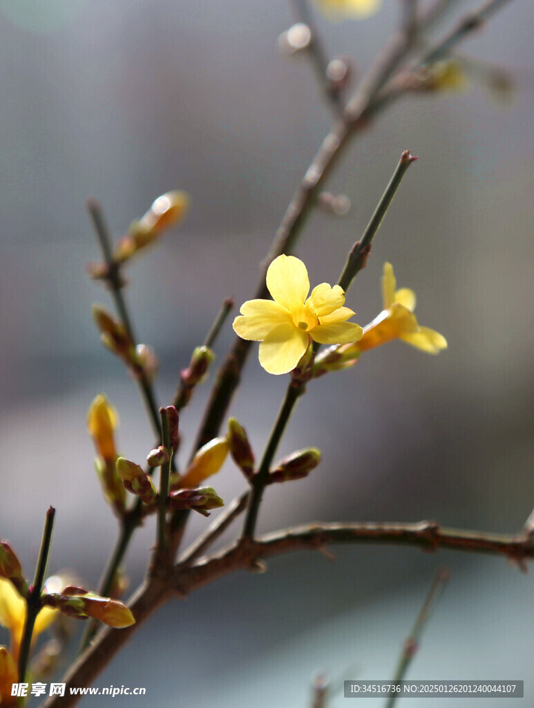 迎春花