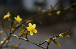 迎春花