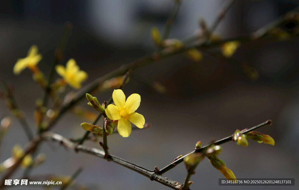 迎春花