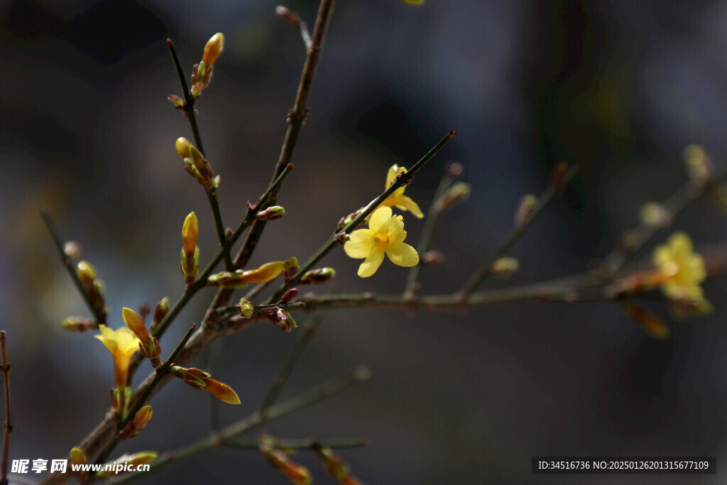 迎春花
