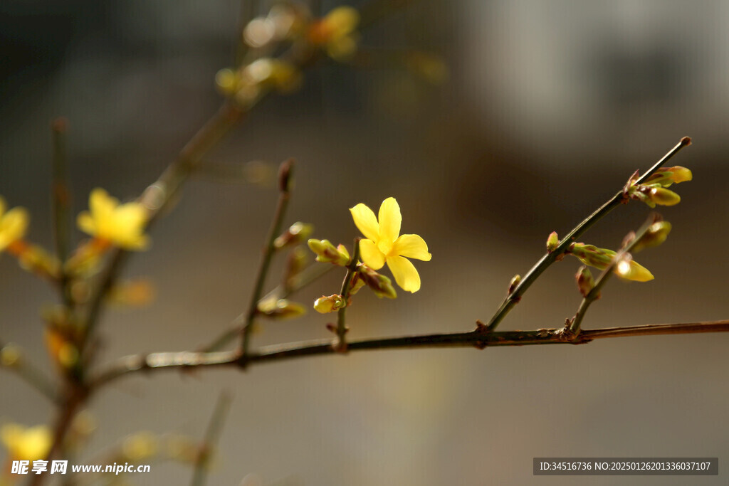 迎春花