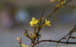 迎春花