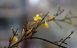 迎春花