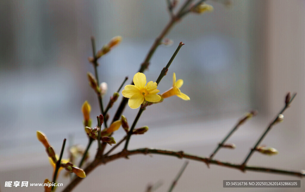 迎春花