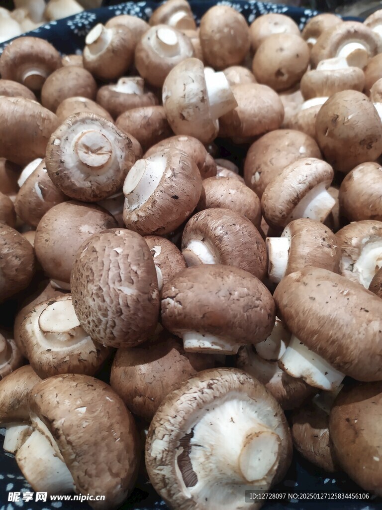 香菇 