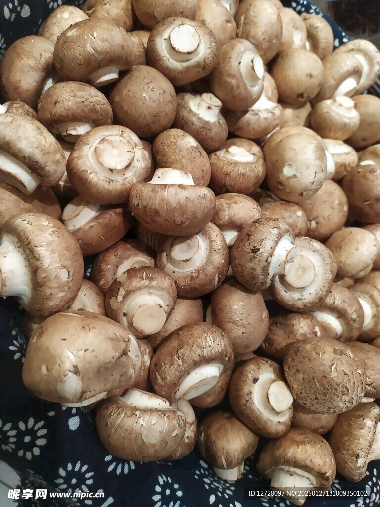 香菇 