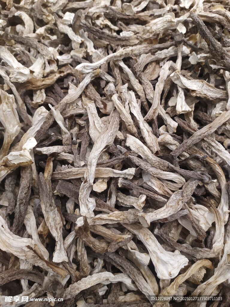 鸡枞菌 