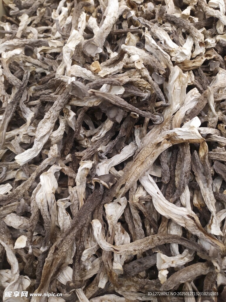 鸡枞菌 