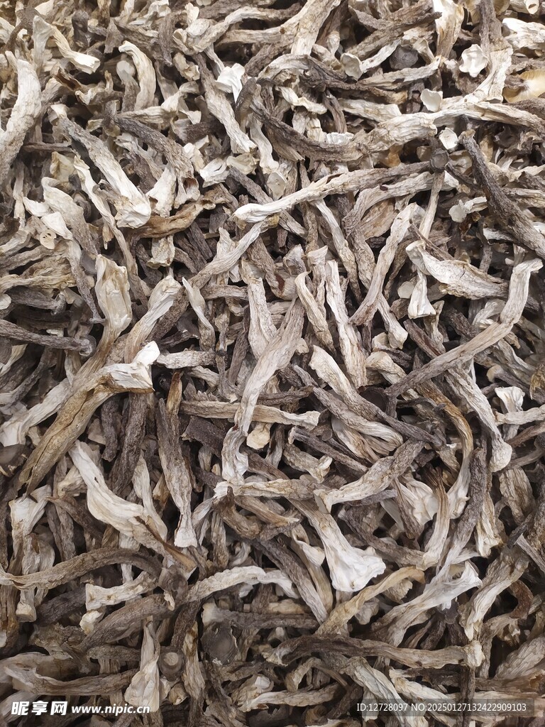 鸡枞菌