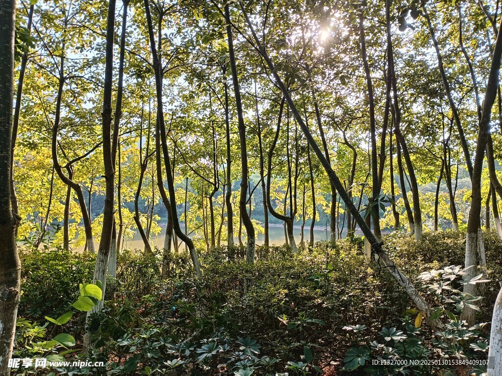 树林阳光