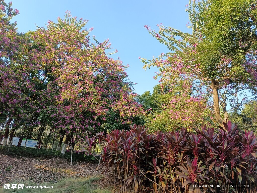 花树