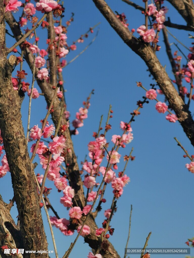 梅花