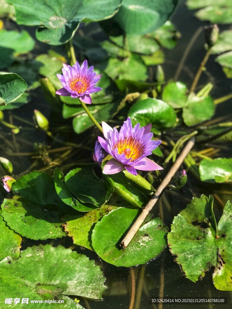 荷花 荷叶 