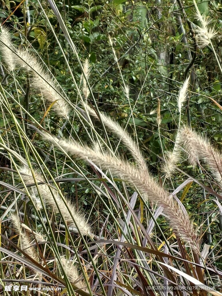 狗尾巴草