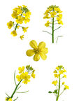 菜籽花  油菜花 
