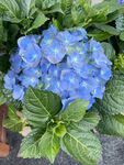 绣球花