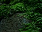 青苔图片