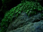青苔图片